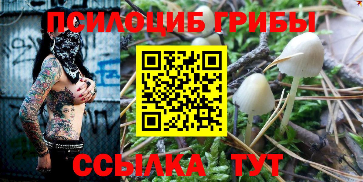 Псилоцибиновые грибы Cubensis Тайшет